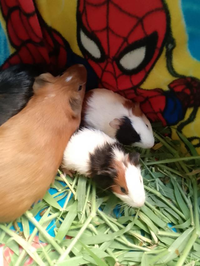 แก็สบี้...สัตเลี้ยงน่ารัก