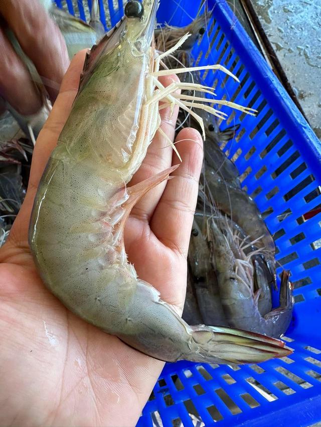 กุ้งแชบ๊วย สดๆใหม่ๆ  2