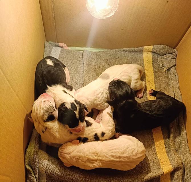 สุนัข เกรทเดน Greatdane รูปที่ 3