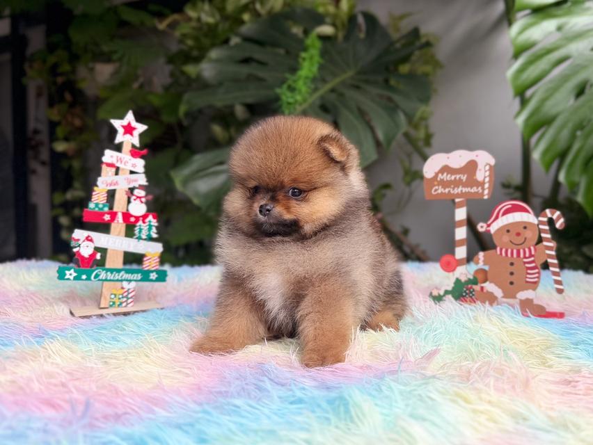 ปอมเมอเรเนียนแท้ เพศเมีย สีส้ม พิกัดรามอินทรา 7