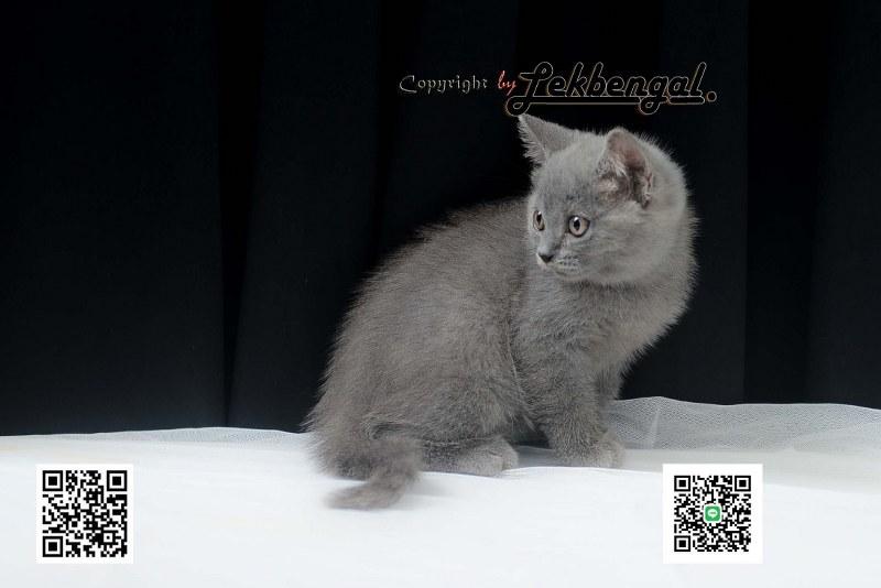 บริติชชอร์ตแฮร์ British Shorthair