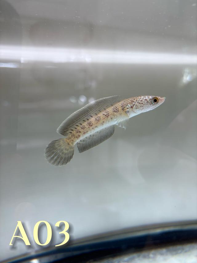 Auranti CB ( Hi-Fin ) 2.5-3.0 Channa Fish #oscar_channa_fish รูปที่ 2