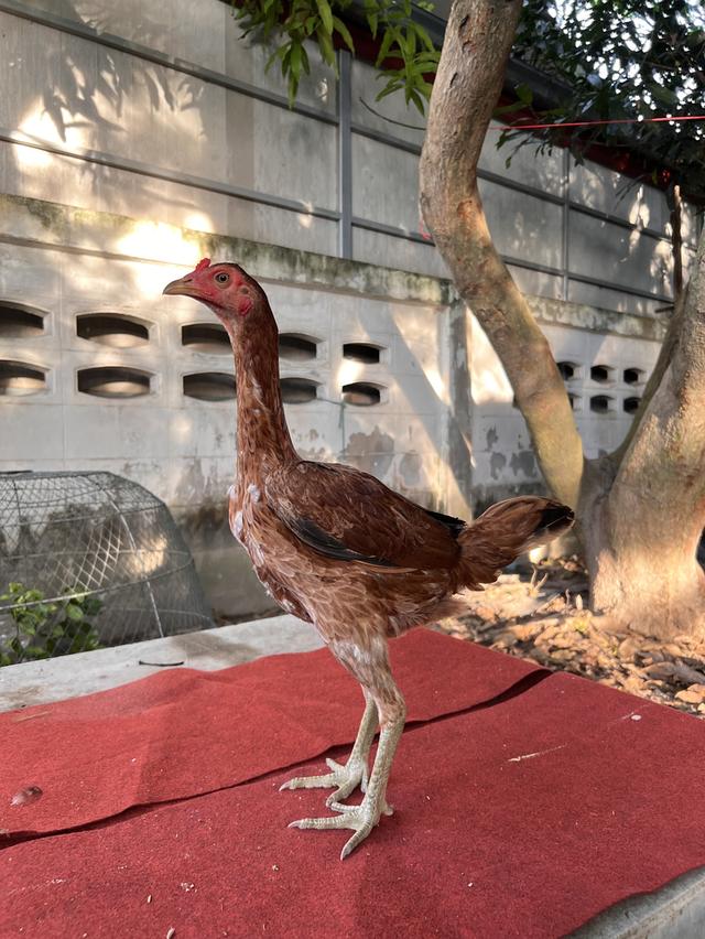 ไก่ชน หลานมหานคร + หลานโกวเซ้ม (สายแดงเล็ก)