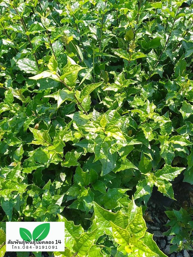 ช้องนาง ต้นช้องนางดอกม่วง รูปที่ 3