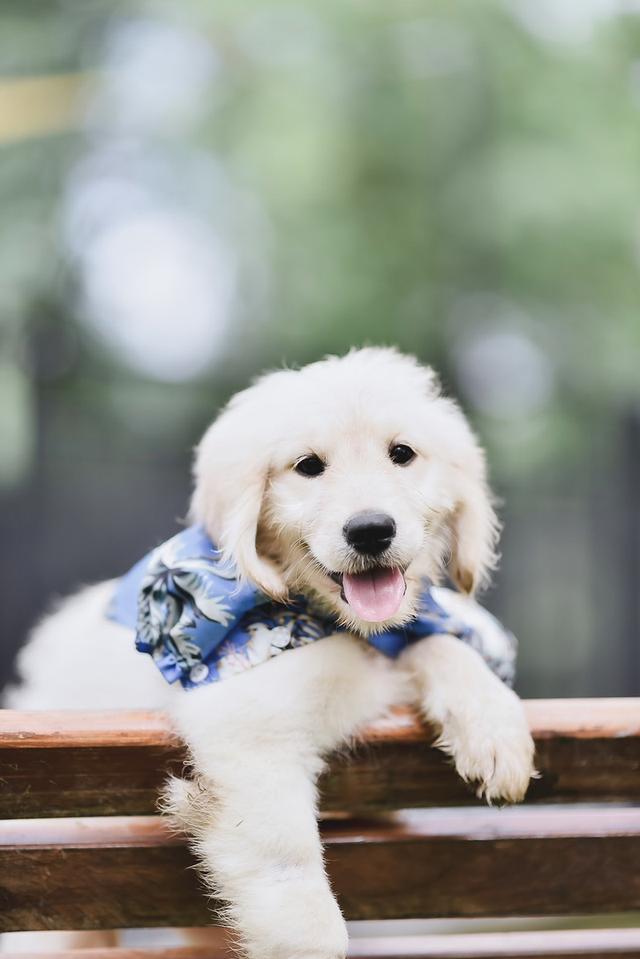 Golden Doodle(Female dog) 6