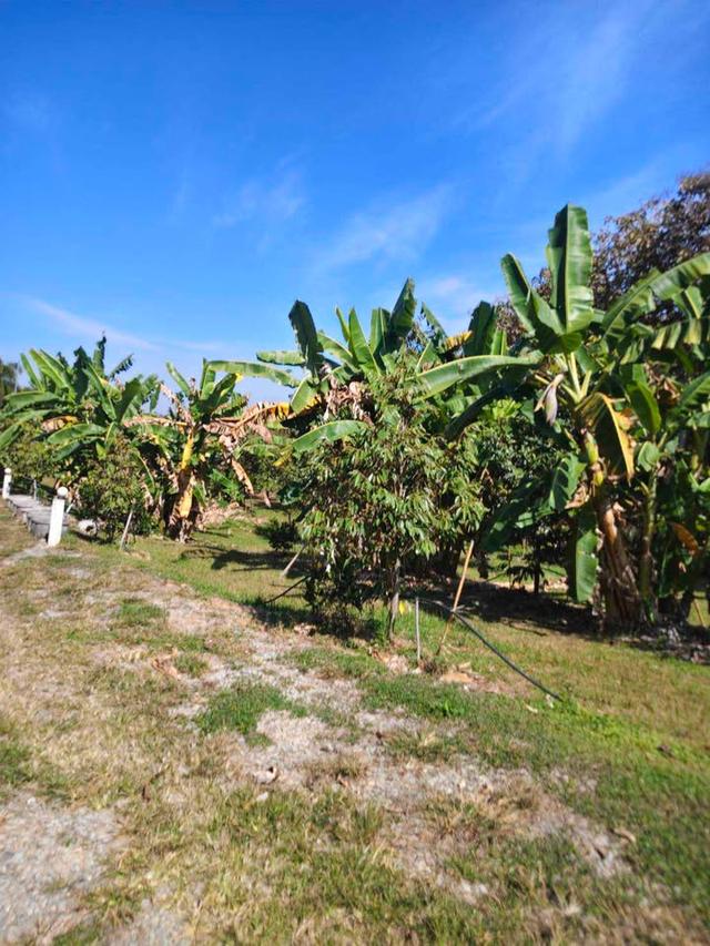 4 ไร่ 3 งาน  บ้านพัก 5 หลัง พร้อมต้นทุเรียน 100 ต้น ห่างจาก ถ.304 2กิโลเมตร ขายราคาพิเศษ 6