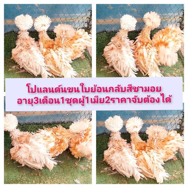 ไก่โปแลนด์ขนใบย้อนกลับ1ชุดผู้1เมีย2ไก่3เดือน"ส่งฟรีทั่วไทย"