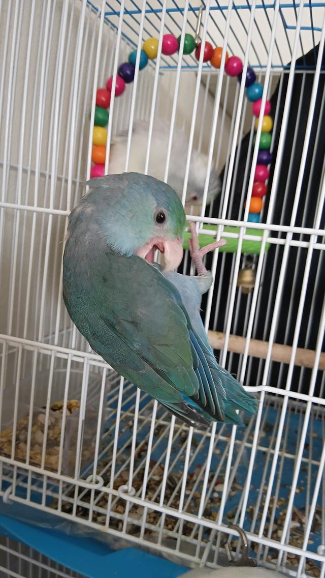 นกฟอพัส (Forpus) เพศเมีย สีโคบอลต์เทอร์คอยส์ (Cobalt Turquoise) อายุ 2 เดือนกว่า ขนนุ่มฟู เชื่องติดคน ๆ รูปย่อยที่ 3