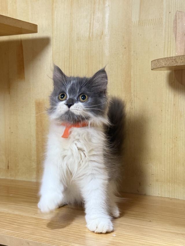 ลูกแมวเปอร์เซีย