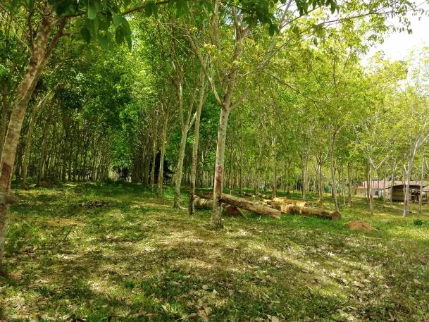 ไร่ยาง นส.4 จ. ครุฑแดง 4 ไร่กว่า พร้อมทำรายได้ทันที 6