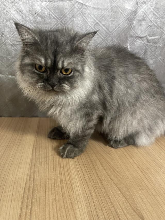 น้องแมวพันธุ์ หิมาลายันผสมชินชิล่า เพศหญิง พร้อมฉีดยา 5