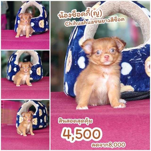 Chihuahua พร้อมย้ายบ้านจ้า