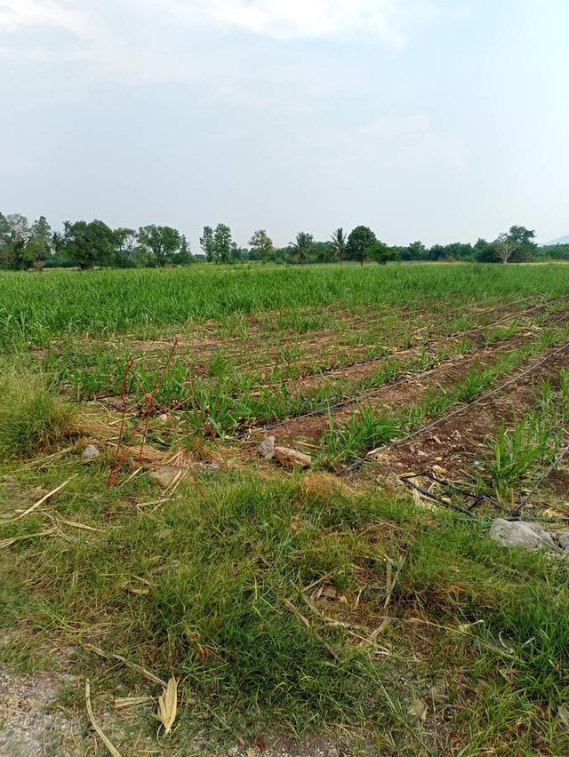 ที่ดินเปล่าแปลงเล็กราคาถูก 4