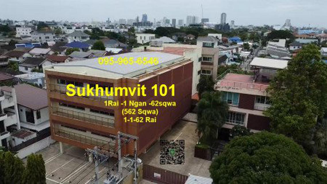 Sale Land 1.5Rai at Sukhumvit plus Office building and house with private pool at Best Price 3