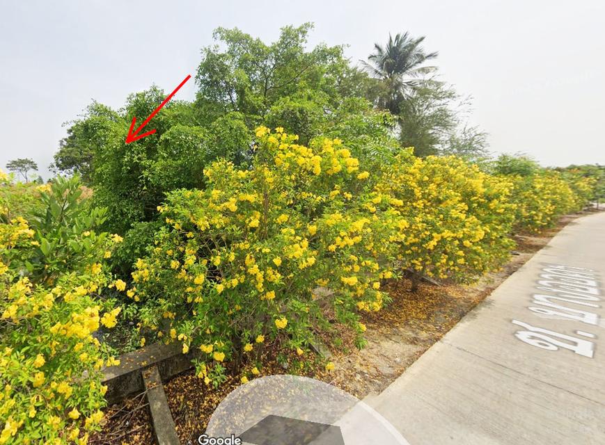 ขายที่ดินติดคลอง นครชัยศรี – ราคาพิเศษ 4