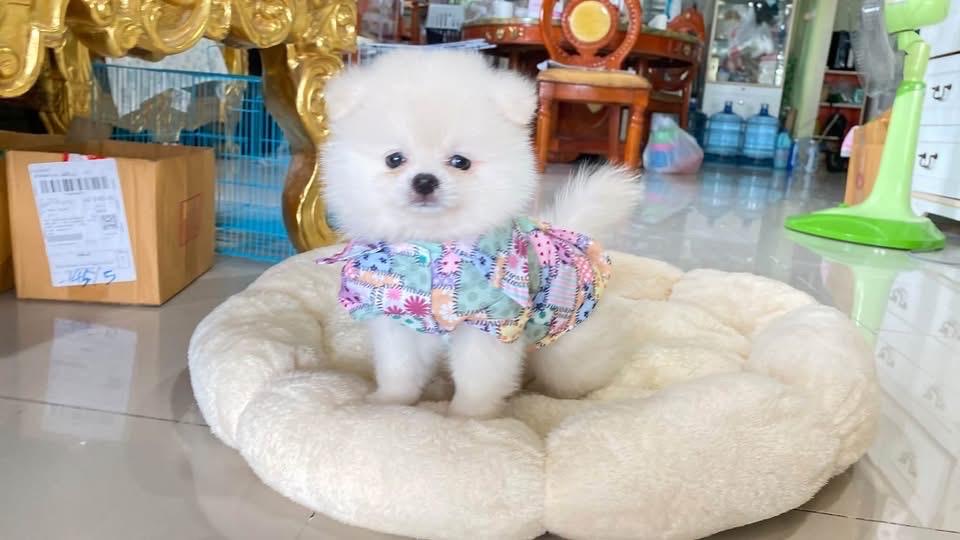 ลูกปอมเมอเนเนียนแท้ ขี้เล่น น่ารัก กำซนๆ ยิ้มเก่ง ติดคน ราคสเบาๆ รูปที่ 4