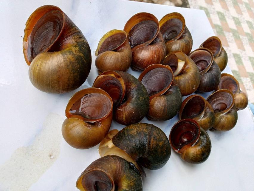 แม่พันธุ์หอยเชอี่สีทองมงคล รูปที่ 2