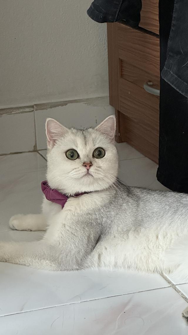 น้องแมวอเมริกัน ช็อตแฮร์ และบริติช ช็อตแฮร์ แท้ 💯 รูปที่ 15