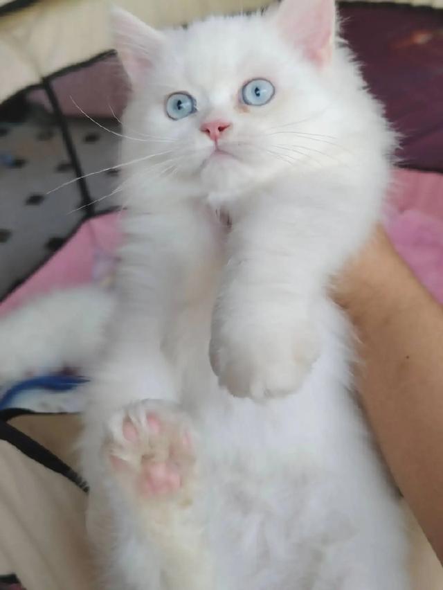 แมวเปอร์เซียแท้สีขาวล้วนตาฟ้า รูปที่ 2