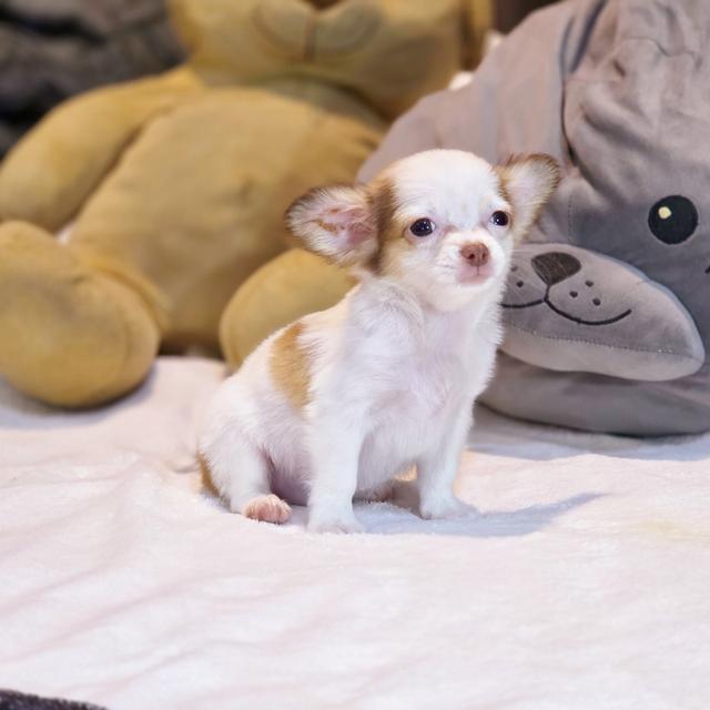 น้องปุยฝ้ายชิวาวาขนยาวเพศเมีย 3