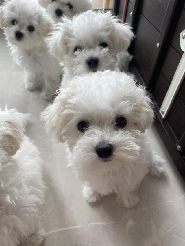 ลูกบิชองฟริเซ่ (เด็กชายมันดู) 5