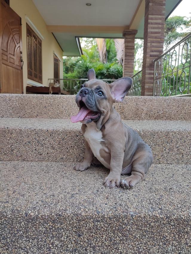 French Bulldog ราคาดี 2