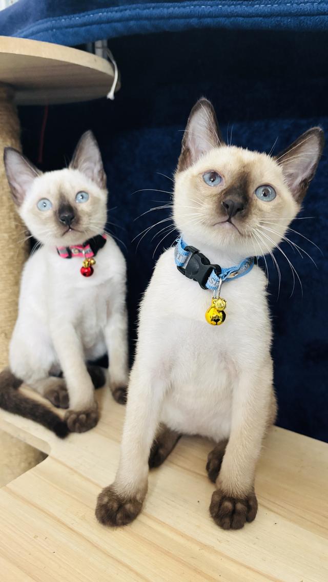 แมววิเชียรมาศแท้ น่ารัก