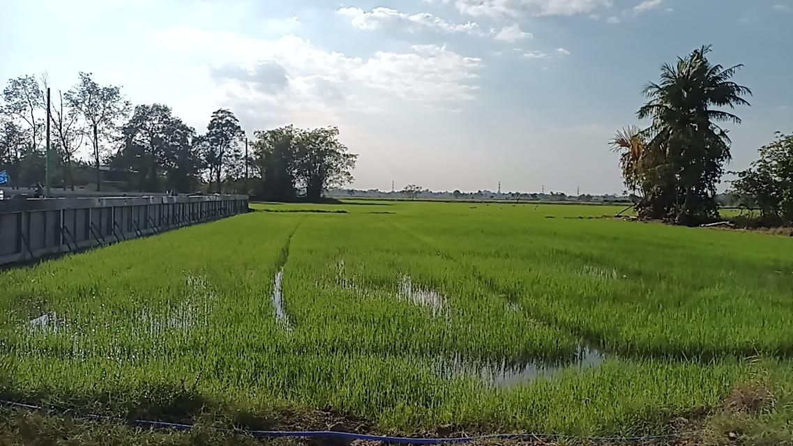 ขายที่ดิน ข้างสนามบอล จำปา ท่าเรือ อยุธยา 4