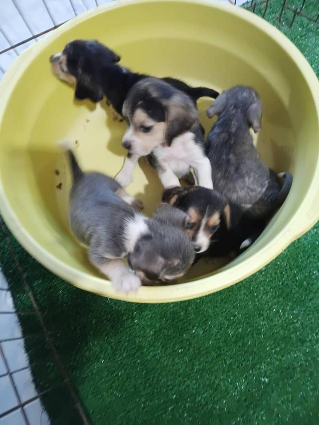 บีเกิ้ลแท้สีบลู ผ่อนได้