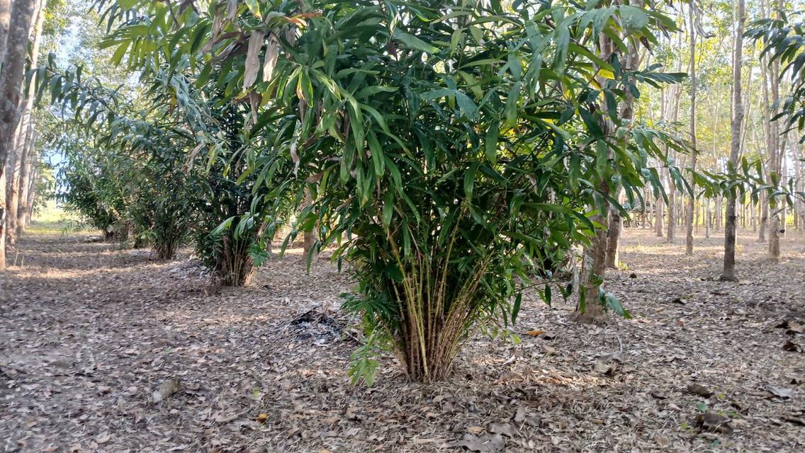 ที่ดินสวนยางมีผลไม้แซมหลากหลาย มีต้นสักขนาดใหญ่ และมีโฉนด 5