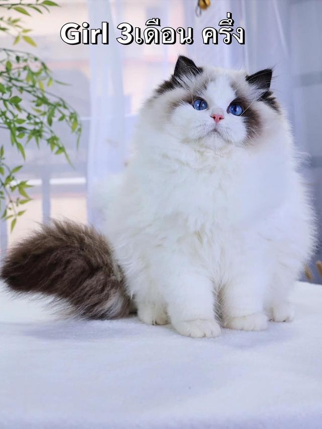 แมว แร็กดอล เด็กผู้หญิง  3สาวน้อย
