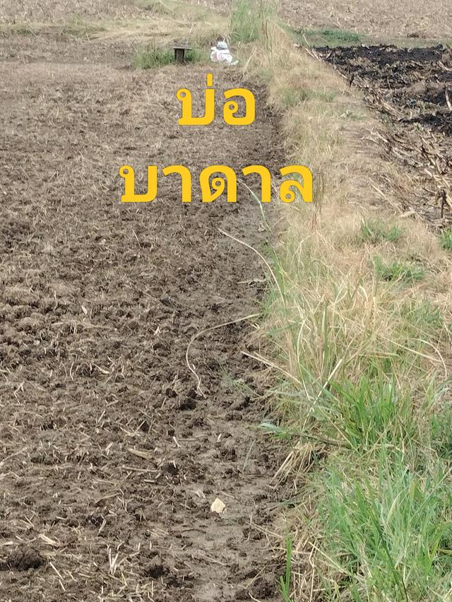 ที่ดินอำเภอสามเงาจังหวัดตาก 6