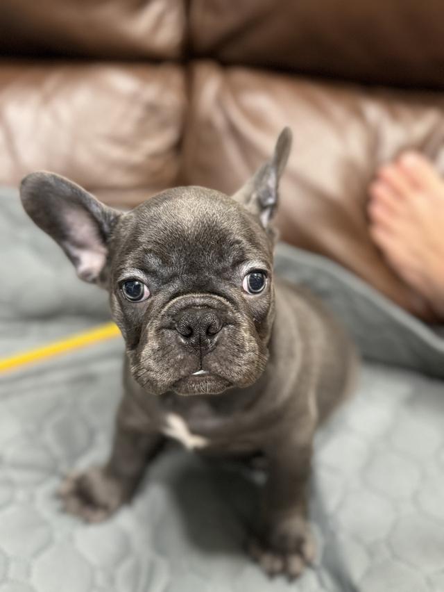 French bulldog