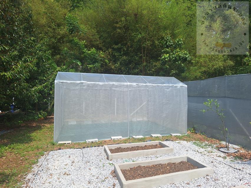 สวนทุเรียนแปลงเล็กระยอง 10