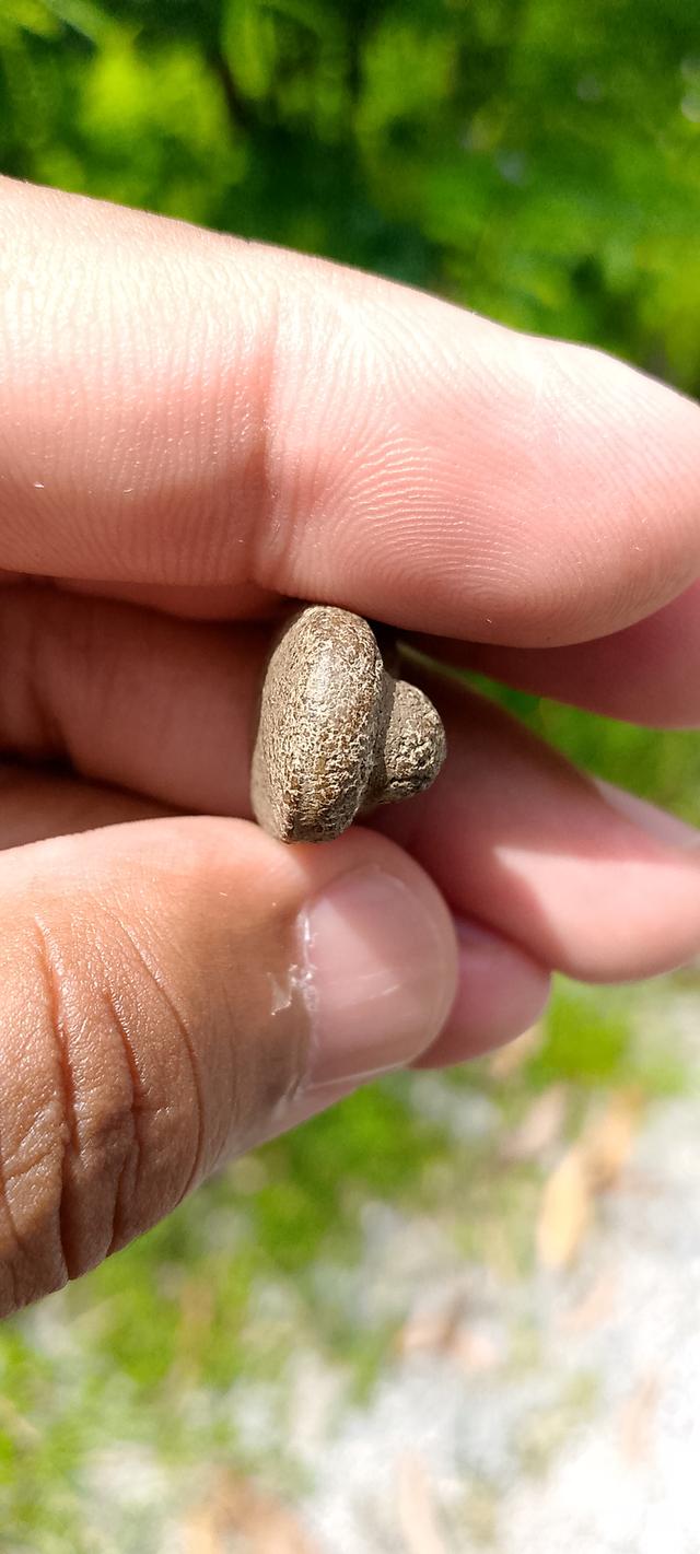 พระเนื้อว่านหลวงพ่อทวด