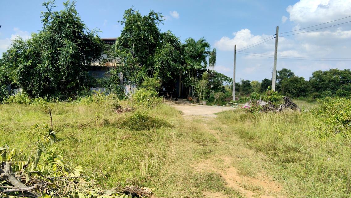 ขายที่ดินเปล่าถูกๆบางกล่ำ 4 ห้องมี 2 โฉนดขายรวม 1,200,000 บาท ขายแยกได้ ️️️️️️ 5