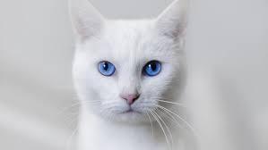 แมวขาวมณีตาสีฟ้า 1