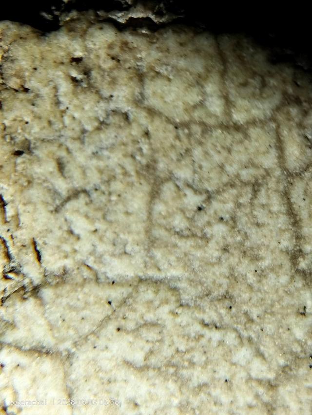 พระสมเด็จวัดระฆังพิมพ์อกกระบอกเล็ก รูปที่ 11