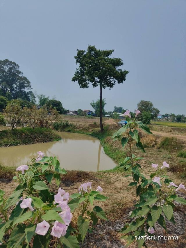 วงศวัฒน์ปัญญาวุฒิวงษ์ 3