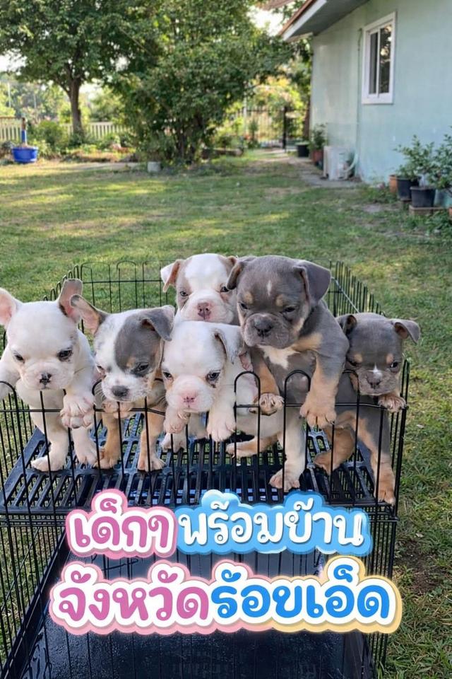 exotic bully (เอ็กโซติก บูลลี่) มีใบเพ็ดครับ