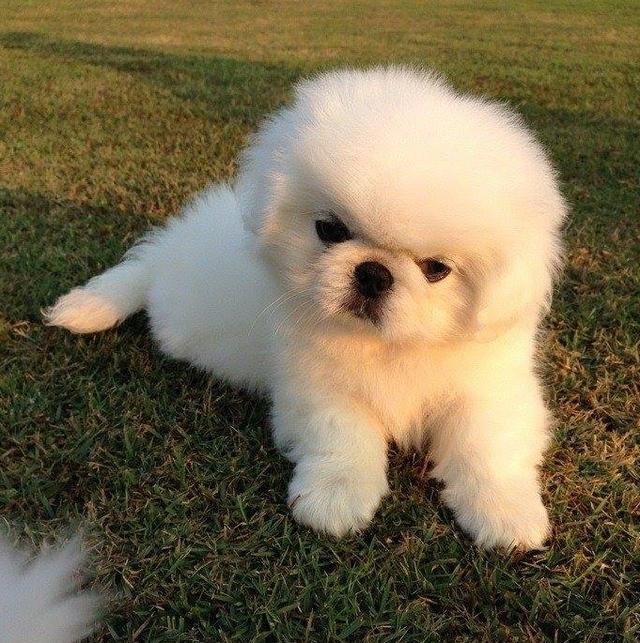 ขายลูกสุนัข Pekingese สีขาว