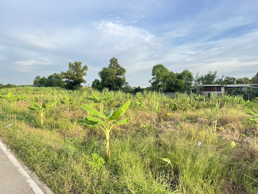 ขายที่ดินเปิดแปลงใหม่ คลองสาม  คลองหลวง ปทุมธานี 100 ตารางวาเพียง  8.5 แสนบาท 9