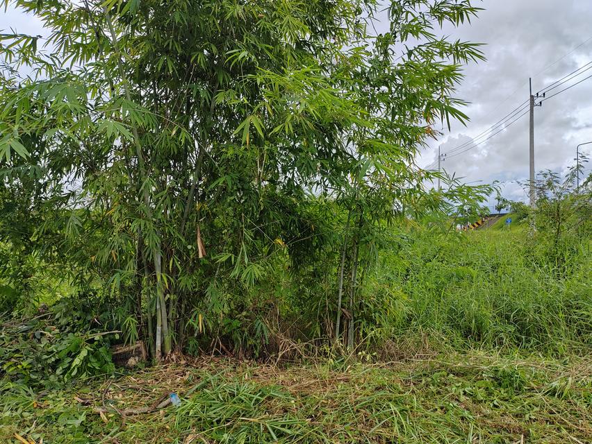 ขายที่ดินวิวสวยเชียงใหม่คันคลอง-เส้นเลี่ยงเมืองสันป่าตอง 15