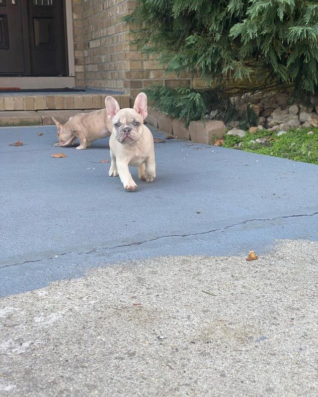 French Bulldog Puppies
