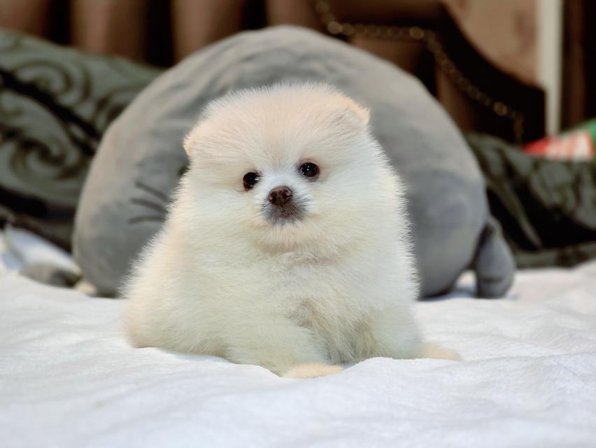 น้องแคสเปอร์ ปอมขาวหนุ่มน้อยน่ารักพร้อมย้ายบ้านมีจัดส่งเก็บปลายทาง 5