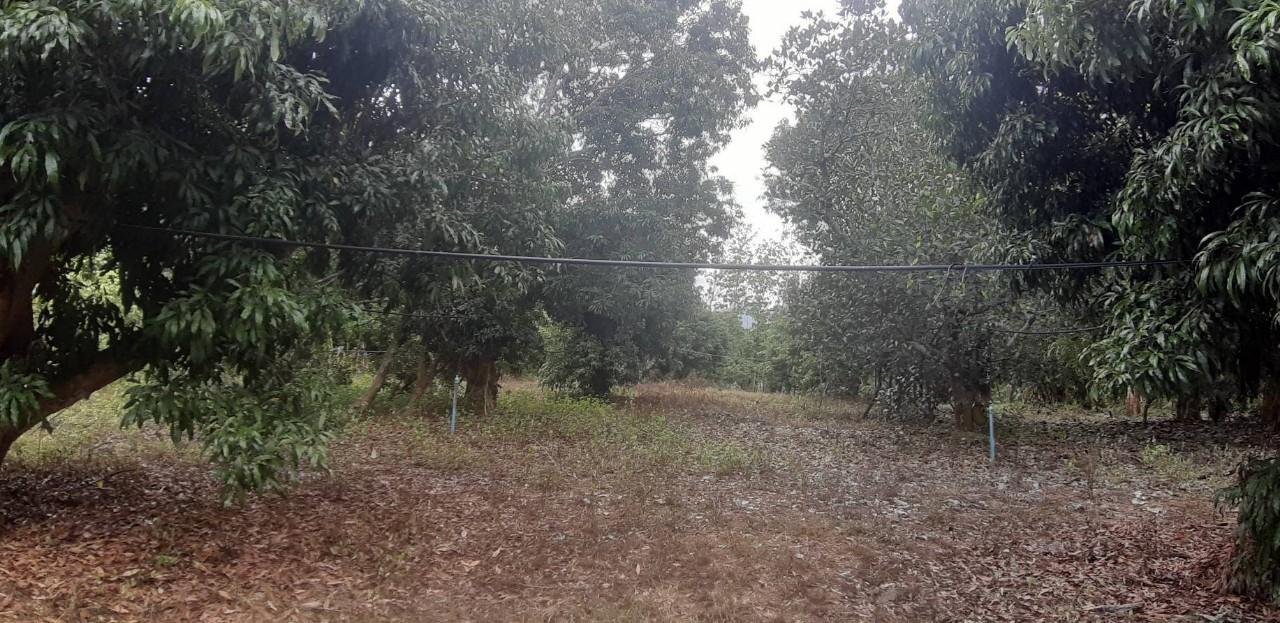 ขายที่ดินแปลงใหญ่ พร้อมสวนผลไม้ อยู่ติดถนนลาดยาง ราคาต่อรองได้ 11