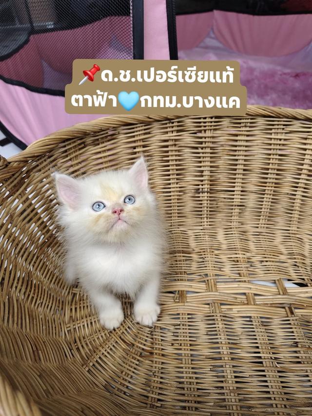 แมวเปอร์เซียแท้ตาฟ้าเพศชาย