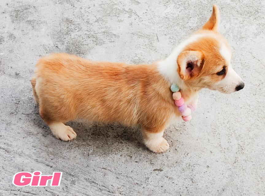 คอร์กี้พร้อมย้ายบ้านครับ