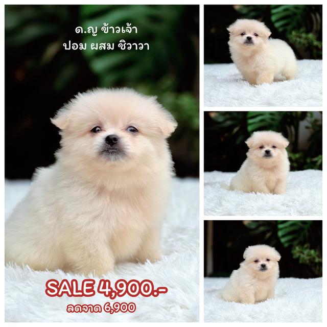 ปอมผสมชิวาวาขนปุกปุยไซส์เล็กน่ารัก 4