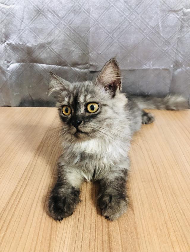 น้องแมวพันธุ์ หิมาลายันผสมชินชิล่า เพศหญิง